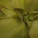 Image of Pinguicula hemiepiphytica S. Zamudio & J. Rzedowski