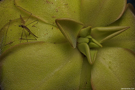 Image of Pinguicula hemiepiphytica S. Zamudio & J. Rzedowski