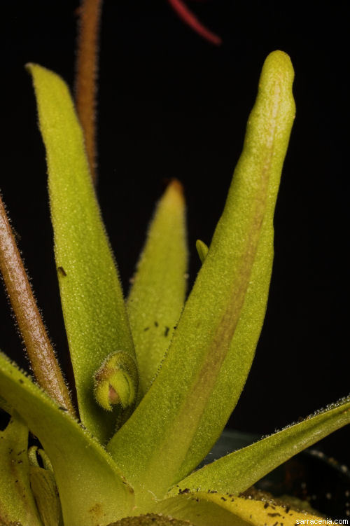 Image de Pinguicula moctezumae S. Zamudio & R. Z. Ortega