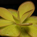 Sivun Pinguicula rectifolia Speta & F. Fuchs kuva