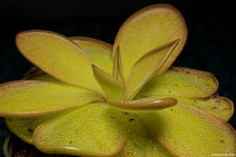 Sivun Pinguicula rectifolia Speta & F. Fuchs kuva