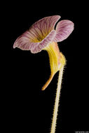 Image of <i>Pinguicula reticulata</i>