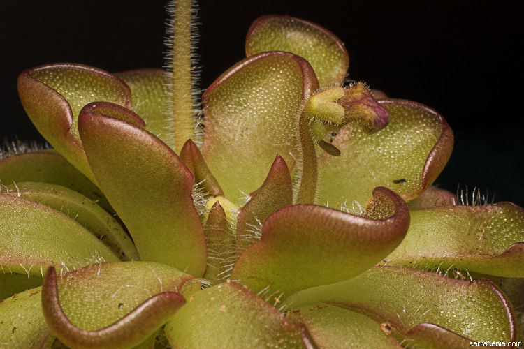 Image of <i>Pinguicula reticulata</i>