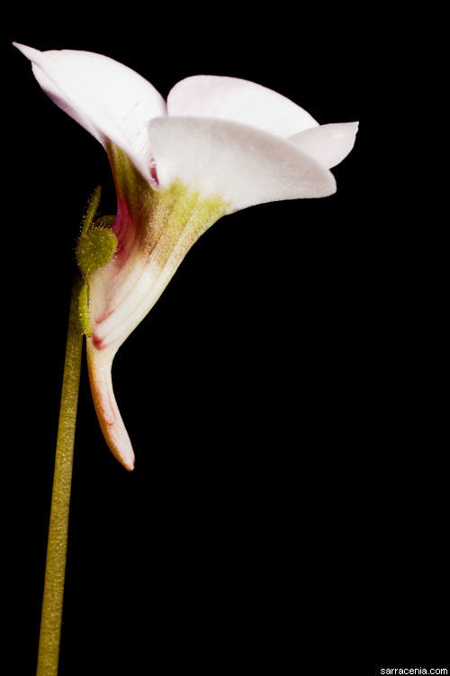 Pinguicula rotundiflora M. Studnicka的圖片