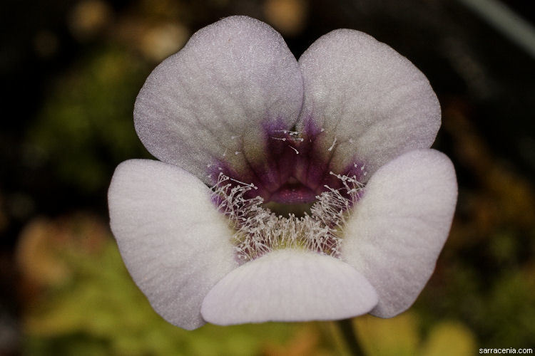 Pinguicula rotundiflora M. Studnicka的圖片