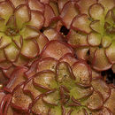 Pinguicula rotundiflora M. Studnicka的圖片