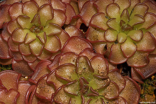 Pinguicula rotundiflora M. Studnicka的圖片