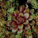 Image of <i>Pinguicula reticulata</i>