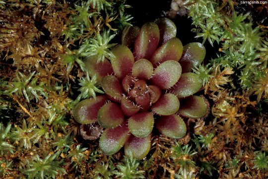 Image of <i>Pinguicula reticulata</i>