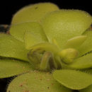 Image of Pinguicula pilosa Luhrs, Studnicka & Gluch