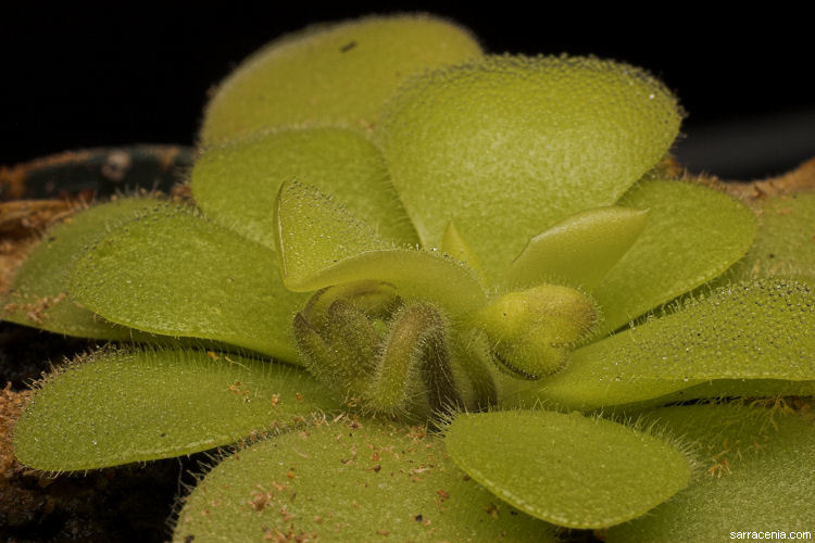 Image of Pinguicula pilosa Luhrs, Studnicka & Gluch