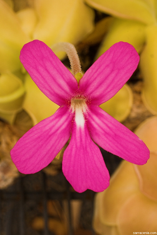 Plancia ëd Pinguicula moranensis Kunth