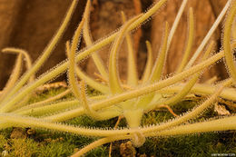 Image of Pinguicula gypsicola T. S. Brandeg.