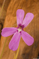 Image of Pinguicula gypsicola T. S. Brandeg.