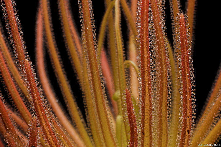 Image of Pinguicula gypsicola T. S. Brandeg.