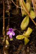 Image of California butterwort