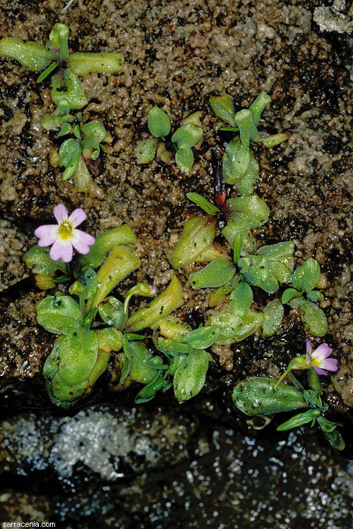 Image of <i>Pinguicula hirtiflora</i>