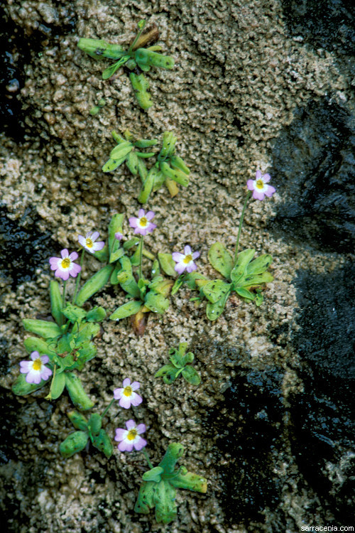 Image of <i>Pinguicula hirtiflora</i>