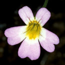 Image of <i>Pinguicula hirtiflora</i>