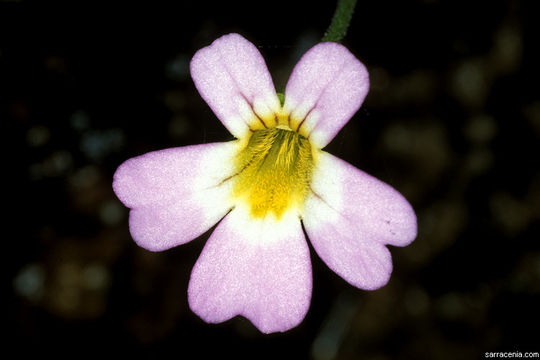 Image of <i>Pinguicula hirtiflora</i>