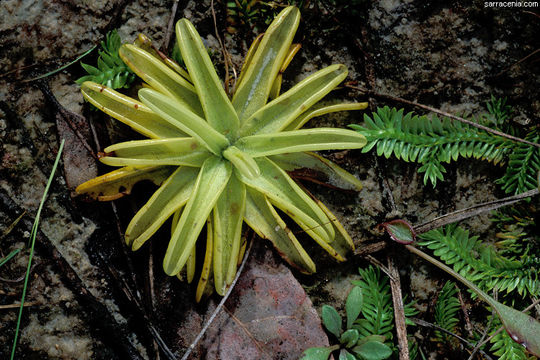 Image de Pinguicula caerulea Walt.