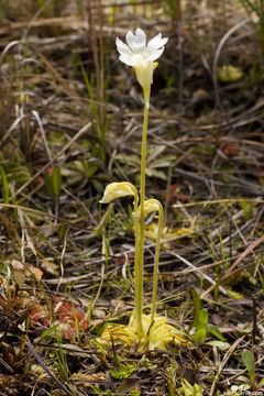 Image of blueflower butterwort