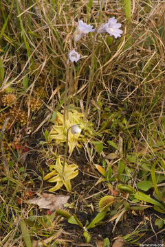 Image of blueflower butterwort