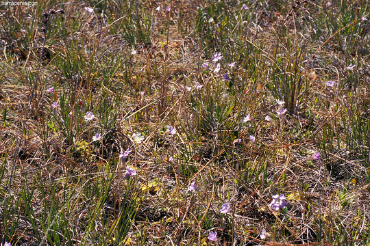 Image of blueflower butterwort