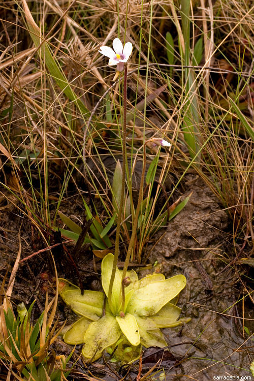Image of violet butterwort