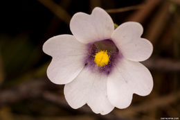 Image of violet butterwort
