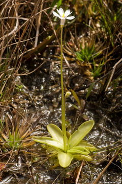 Image of violet butterwort