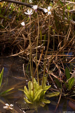 Image of violet butterwort