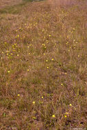 Image of yellow butterwort