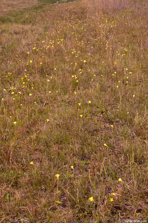 Image of yellow butterwort