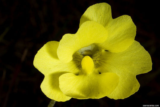 Image of yellow butterwort