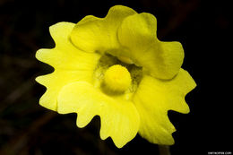 Image of yellow butterwort