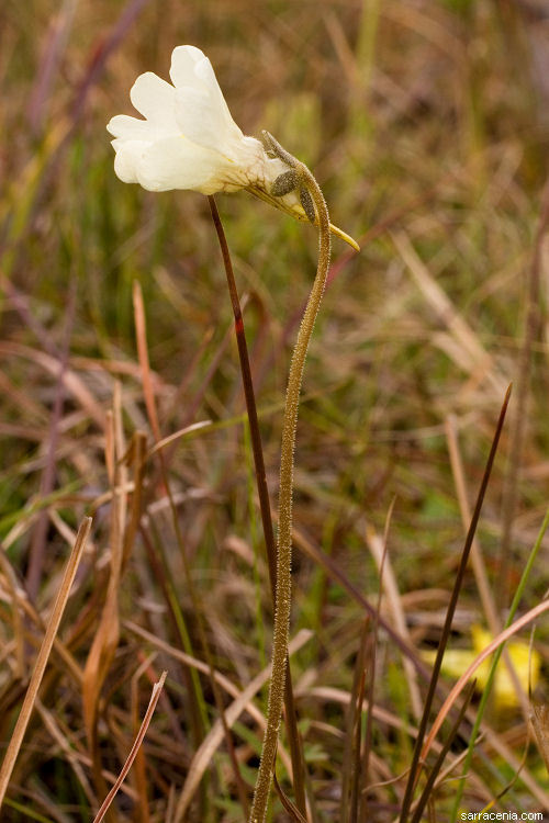 Image of yellow butterwort