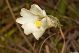 Image of yellow butterwort