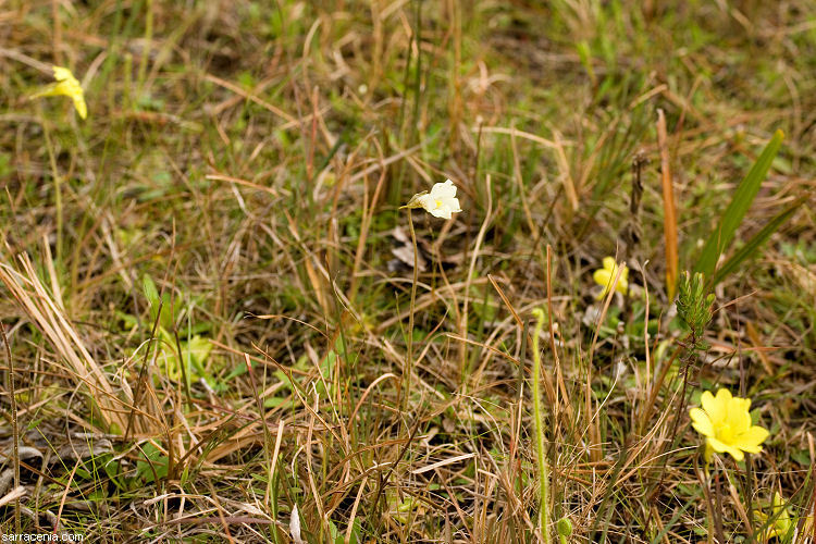 Image of yellow butterwort