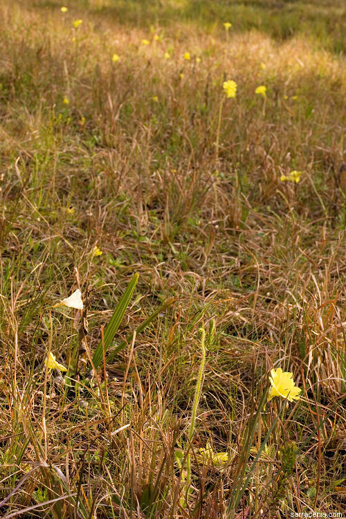 Image of yellow butterwort