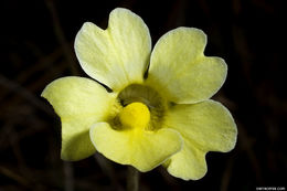 Image of yellow butterwort