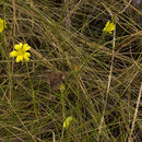 Image of yellow butterwort