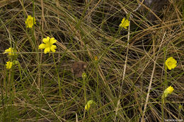 Image of yellow butterwort