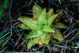 Plancia ëd Pinguicula planifolia Chapm.