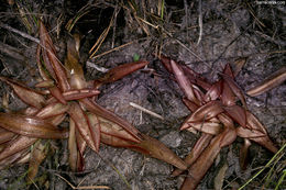 Plancia ëd Pinguicula planifolia Chapm.