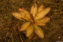 Image of Chapman's Butterwort