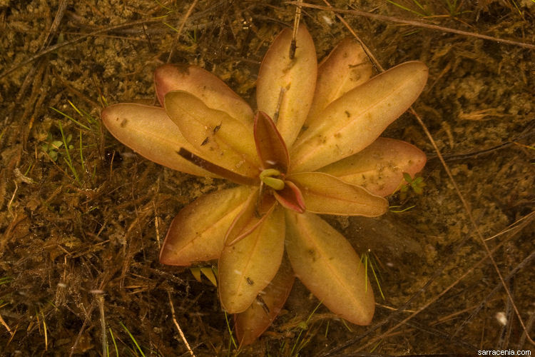 Plancia ëd Pinguicula planifolia Chapm.