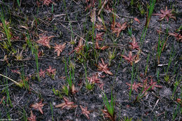 Image of Chapman's Butterwort