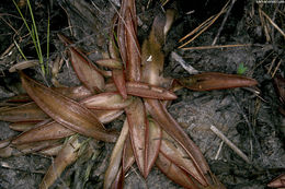 Plancia ëd Pinguicula planifolia Chapm.