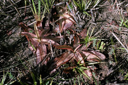 Image of Chapman's Butterwort